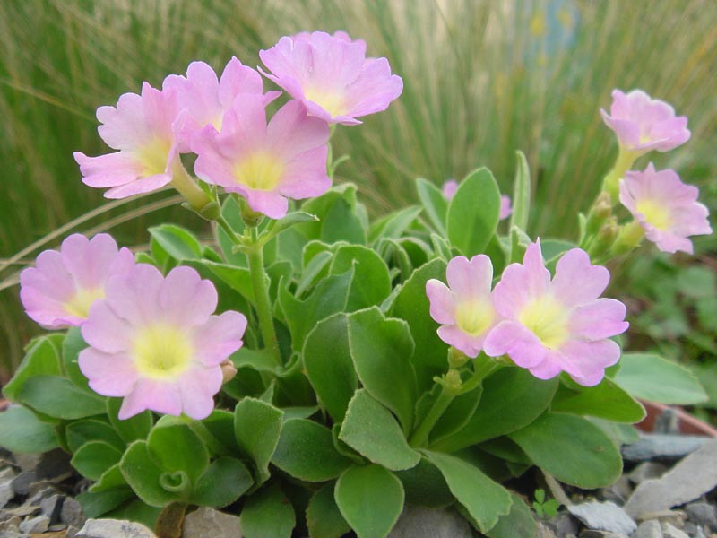 Primula allionii 'Hemswell Blush' photo